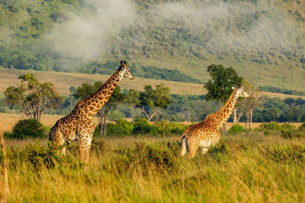 soul connection ceremony Africa savanna