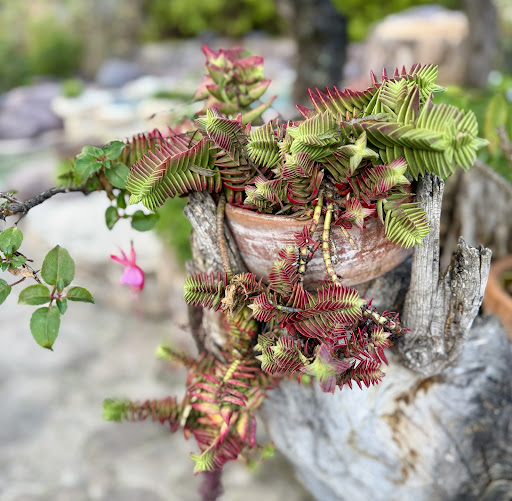 Photo from customer review