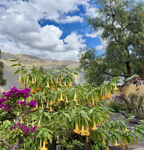 Photo from customer review