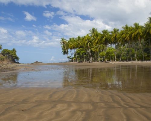 Costa - Playa Dominical