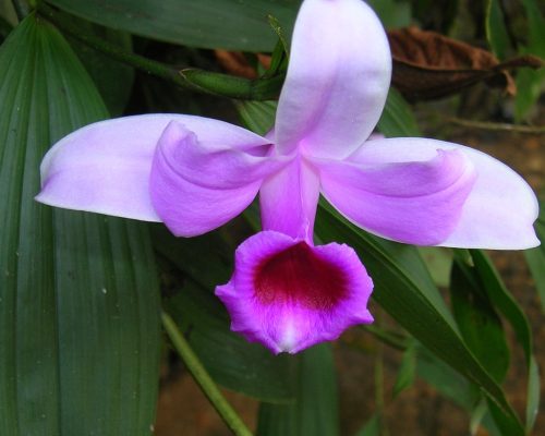 Farallas Orchid