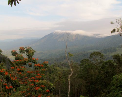 Hills above Dominical