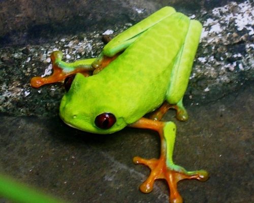 red eyed frog
